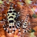 shrimp_coleman_bhr_tam_v_0342_bal6204.jpg